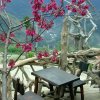 清境雲南風情櫻花